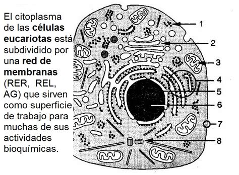 El Citosol Y Las Estructuras No Membranosas De La CÉlula BiologÍa Y