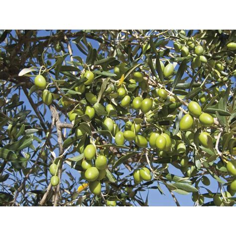 Shop 172 Gallon Frantoio Olive Tree L23470 At