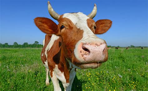 What It Means To Have A Cow And More Cattle Based Idioms Modern Farmer