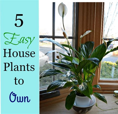 5 Easy To Grow House Plants