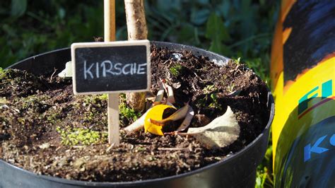 Über sommer würde er zu viel kraft für die versorgung der blätter brauchen. Kirschbaum pflanzen: Anleitung & Tipps vom Profi - Plantura