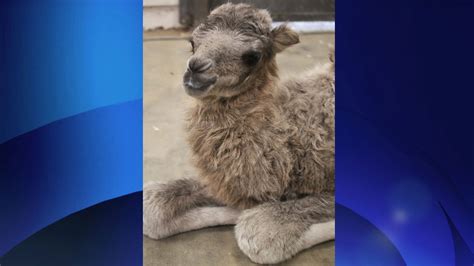 For mammals the gestation period is the time in which a fetus develops, beginning with fertilization and ending at birth. Baby boom continues at Toronto Zoo: Alice the camel gives ...