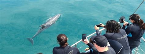 Seal And Dolphin Swim Watch Tours Melbourne Queenscliff