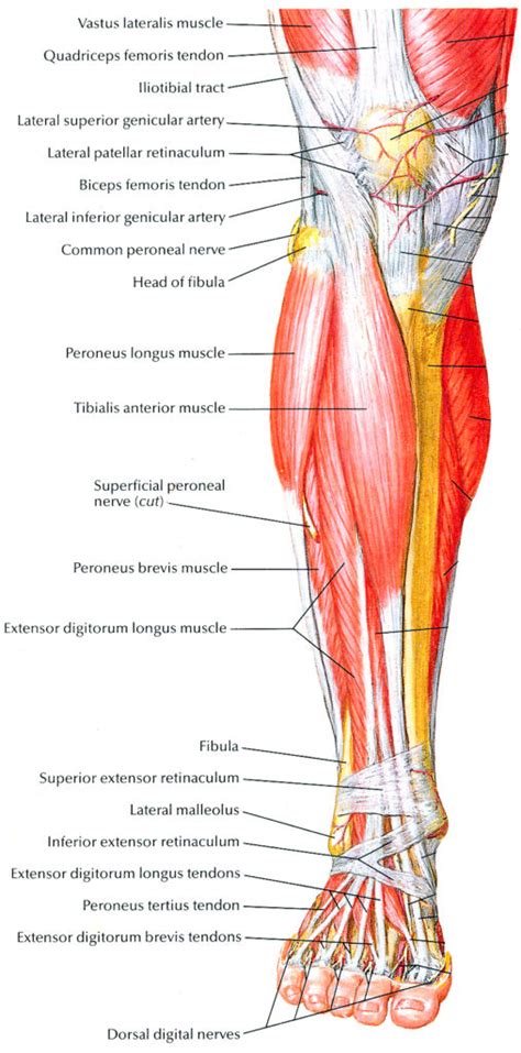 Muscles Of Lower Leg Corewalking