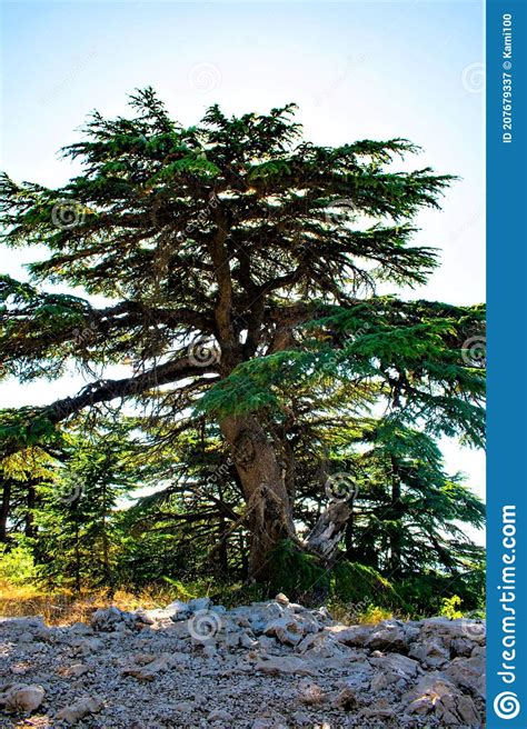 Large Old Cedar Tree In A Mountain Forest Stock Image Image Of