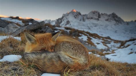 Fox Close Up Alps Bing Wallpaper Download