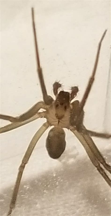 Is This A Brown Recluse Found In Ks Spiders