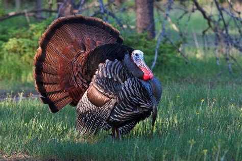 How Long Do Turkeys Live Average Lifespan Data And Care Pet Keen