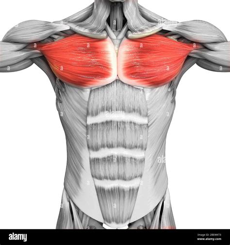 Partes Del Sistema Muscular Humano Anatomía Del Músculo Pectoral