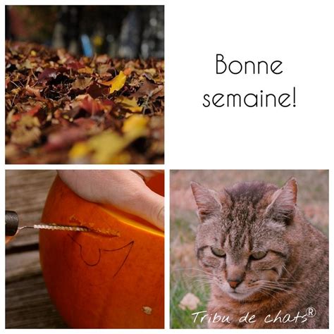 Bonne semaine, Octobre, chat Image motivation bonne semaine | Photo