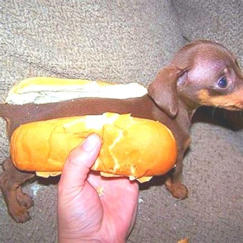 Sure Is A Hot Dog Hot Dog Buns Weenie Dogs Cute Animals