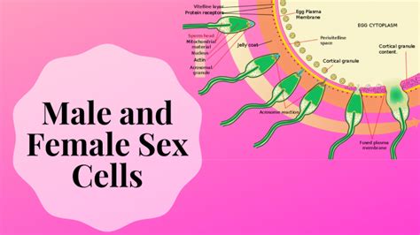 Female And Male Gamete Cells Called Sex Cells Science Trends