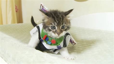 Lightyear Cat Here Are The Top 10 Products Your Feline Will Love Furry Folly