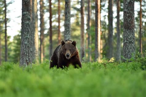 Brown Bear Approaching In Forest Stock Image Image Of Nature Light