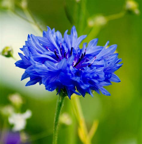 Cornflower Blue Boy Bachelor Buttons Bulk Flower Seeds Seeds For
