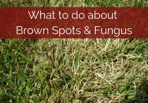 How To Minimize Brown Spots And Fungus On Your Lawn — Hackmann Lawn