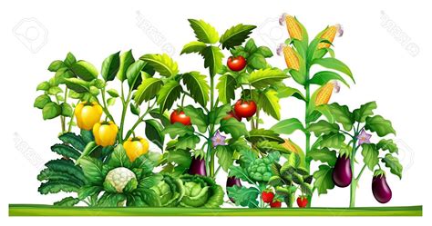Vegetable Paintings Search Result At
