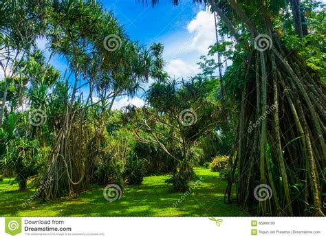 Great Landscape With Big Tree With Long Roots And