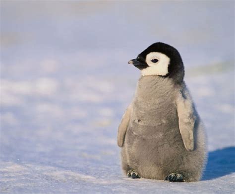 Free Download Baby Penguin Animal Baby Snow Penguin Hd Wallpaper