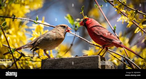 Male Female Cardinal Hi Res Stock Photography And Images Alamy