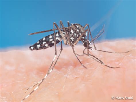 Aedes Albopictus Asian Tiger Mosquito Bugsinspacenl