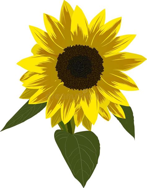 Single Sunflower Illustration Stock Illustration Illustration Of