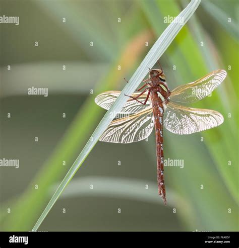 Brown Hawker Dragonfly Stock Photo Alamy