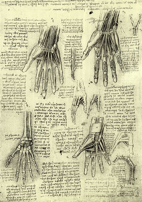 Scientific Drawing Anatomical Drawings Anatomy Sketches