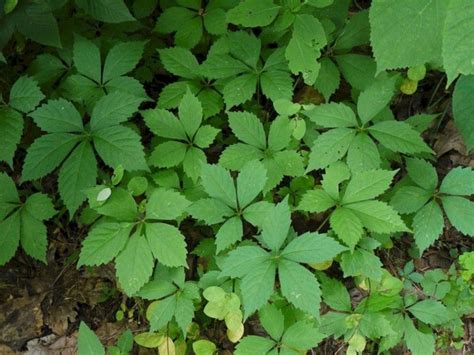 40 Beautiful Wild Ginseng Plant Ideas That You Need To Have In Your