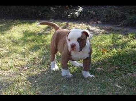 Did you scroll all this way to get facts about american bulldog? Pit Bull Puppies, For, Sale, In El, Paso, Texas, TX ...