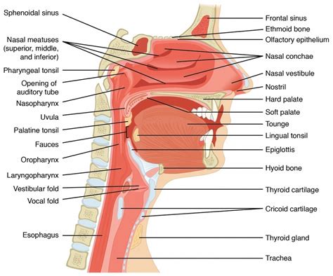 Throat Anatomy Diagrams 101 Diagrams