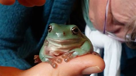 This Is This Is A Whites Dumpy Tree Frog Dumpy Tree Frog Tree Frogs