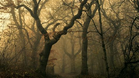 Download 1920x1080 Mist Dark Forest Trees Autumn Wallpapers For