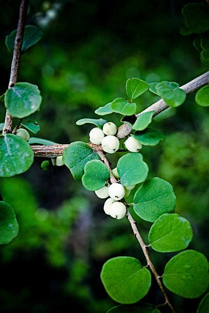 Waxberry Stock Photos Pictures And Royalty Free Images Istock