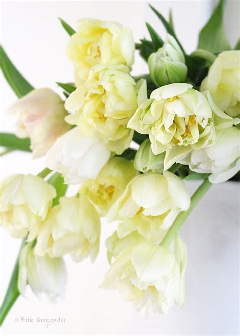 Invite A Touch Of Spring Into Your Home White Gunpowder