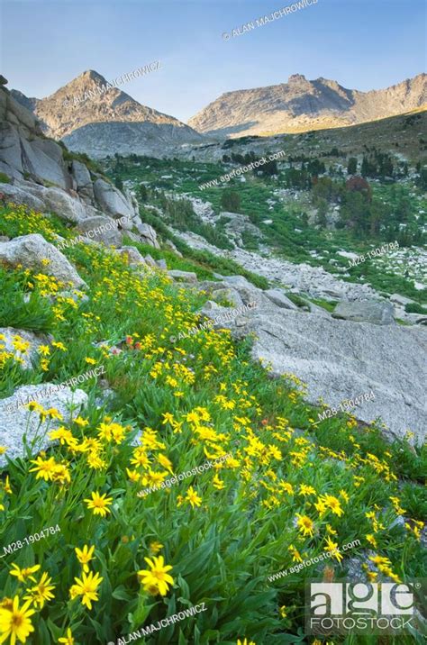 Cirque Of The Towers Yellow Aster Wildflowers In The Foreground Popo