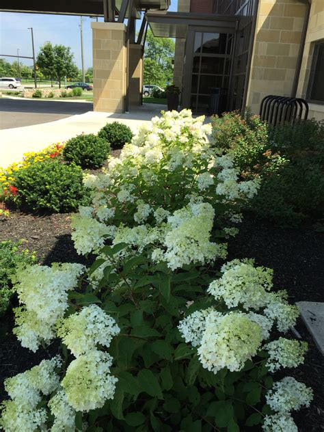Hgtvremodels' landscaping planning guide and hgtv.com tips for selecting and grouping plants for your landscaping project. Should I Prune My Plants? - Buck and Sons Landscape Services