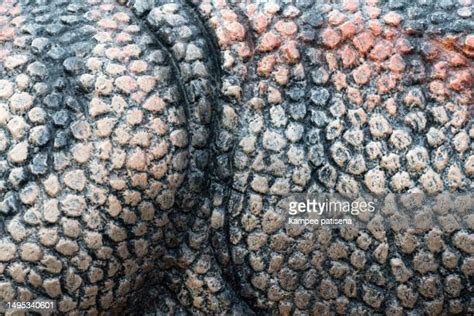 Dinosaur Skin Texture Photos And Premium High Res Pictures Getty Images