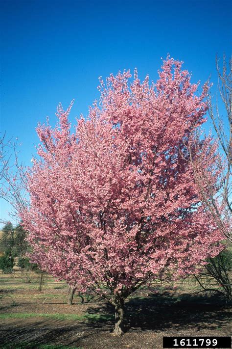 Okame Cherry Prunus X Incamp