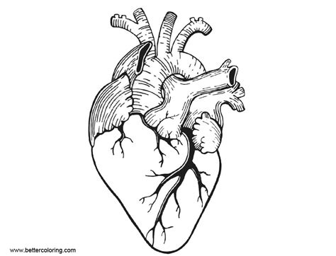 Download these printable coloring pages for adults. Anatomy Coloring Pages Realistic Anatomical Heart - Free ...