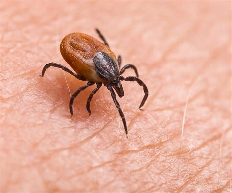 First Aid For Tick Bites California Center For Functional Medicine