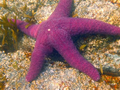 When my great grandma passed away, we all got matted black bead bracelets with a purple. TrekNature | purple starfish Photo