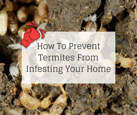 How To Prevent Termites From Infesting Your Home Knockout Pest Control