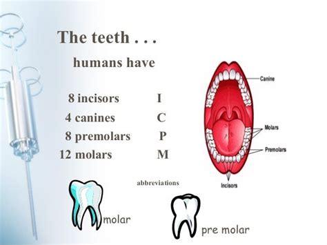 How Many Canine Teeth Do Humans Have Teethwalls