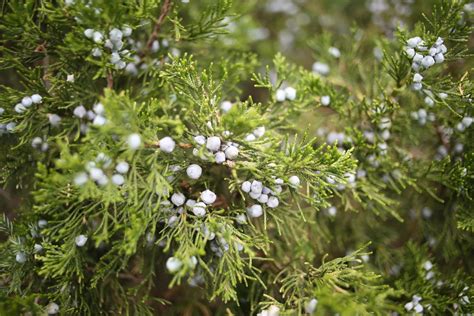 Species Spotlight Juniperus Virginiana Edge Of The Woods Native