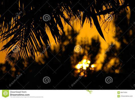 Background Abstract Palm Frawns Stock Photo Image Of Gold Colors