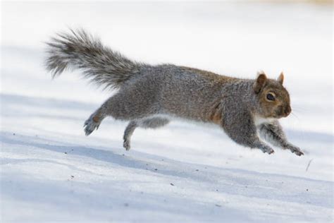 1600 Squirrel Running Stock Photos Pictures And Royalty Free Images