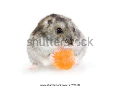 Hamster Eating Carrot Over White Background Stock Photo 9769660