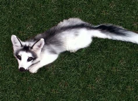 The Canadian Marble Fox From Raww Foxes