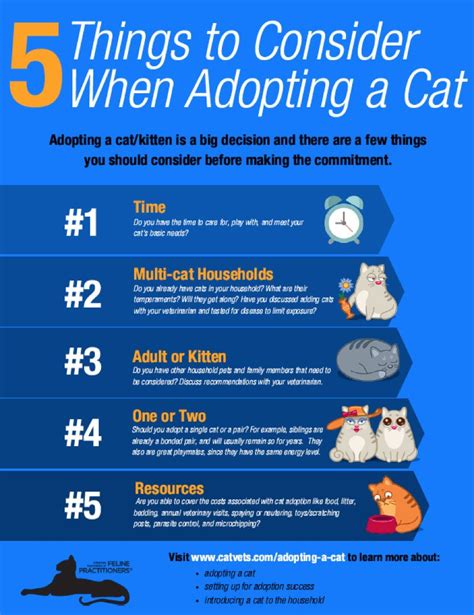 Five Things To Consider When Adopting A Cat Cat Adoption Introducing
